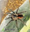 Pamphobeteus Sp Platyomma - Watermarked.jpg
