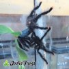 Avicularia avicularia M6 Pairing - Watermarked.jpg