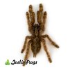 Heteroscodra maculatum Spiderling - Watermarked (1).jpg