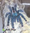 Avicularia avicularia M6 AF - Watermarked.jpg