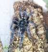 Psalmopoeus irminia Mary - Watermarked.jpg