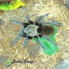 Aphonopelma pallidum01 - Watermarked.jpg