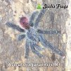 Avicularia juruensis M1 Labeled - Watermarked.jpg