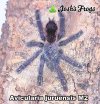Avicularia juruensis M2 Labeled - Watermarked.jpg