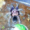Phormictopus Sp Dominican Purple 01 - Watermarked (1).jpg
