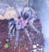 Phormictopus Sp Dominican Purple 002 - Watermarked (1).jpg