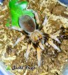 Aphonopelma bicoloratum 02 - Watermarked (1).jpg