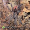Avicularia merianae 01 - Watermarked (1).jpg
