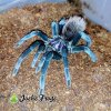 Xenesthis Sp Bright Adult Female - Watermarked.jpg
