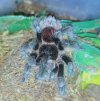 Grammostola actaeon (1).jpeg