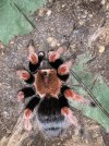 brachypelma.jpg