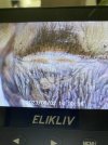 IMG_2033.jpeg