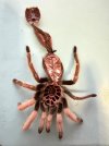 Molt 4-28-2026.jpg