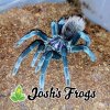 Xenesthis Sp Bright Adult Female - Logo For AB.jpg