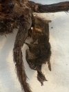 IMG_0805.jpeg