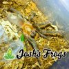 Thrixopelma kimraykawsaki Arachnoboard Availability List.jpg