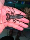 vinegaroon2.jpg