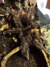 IMG_5249.jpeg