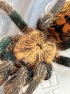 IMG_3832.jpeg