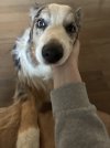 IMG_4223.jpeg
