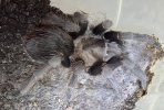 IMG_7472.jpeg