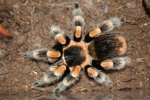 b.smithi.jpg