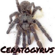 Ceratogyrus