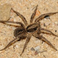 WolfSpider