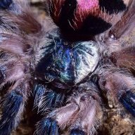 PalpFrictionTarantulas