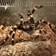 Parrantula