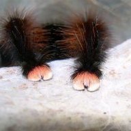 spiderpaws