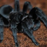 LGTARANTULAS