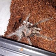 Dundythetarantula