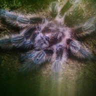 Grammostola