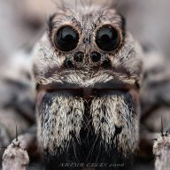 arachnofreak666