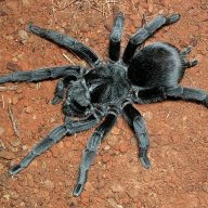 Sweet9Tarantulas