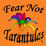 Fear Not Tarantulas