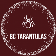BC Tarantulas