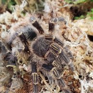 Tarantulex