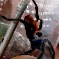 Arachnidmom
