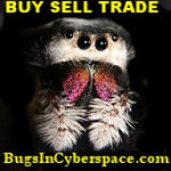 BugsInCyberspace