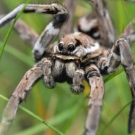 Spider Garden