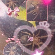 PinkCreature