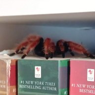 gothictarantulas