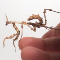 mt_mantids