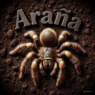 Araña