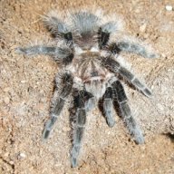 TarantulasWorld