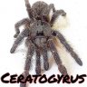 Ceratogyrus