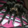 TarantulaGirl549