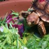 Tinytort